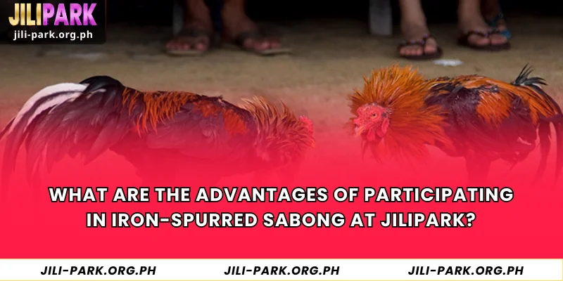 What are the advantages of participating in iron-spurred Sabong at JILIPARK?