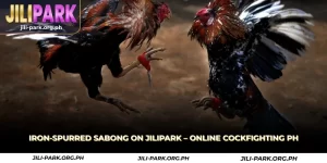 iron-spurred sabong on jilipark